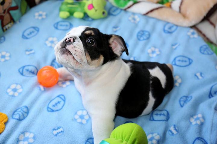 (VIDEO) Bonsai, el perrito con medio cuerpo que enternece en redes