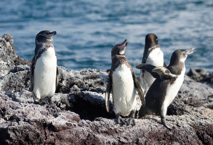 Hallan cinco pingüinos degollados en un centro de rescate en Perú