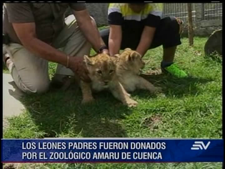 Póngale nombre a los 2 cachorros de león que nacieron en Baños
