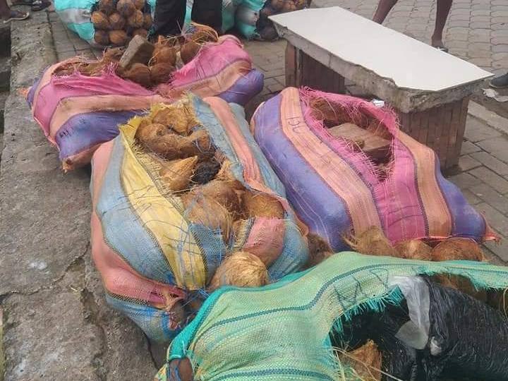 Esmeraldas: Decomisan 51 paquetes de marihuana escondidos entre cocos