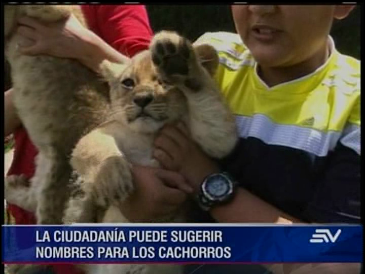 Póngale nombre a los 2 cachorros de león que nacieron en Baños