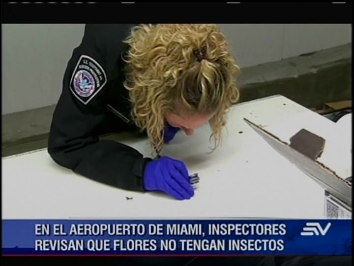 La ruta de las flores ecuatorianas en EE.UU.