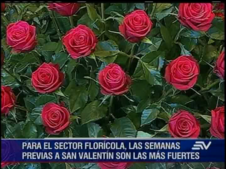 La ruta de las flores ecuatorianas en EE.UU.