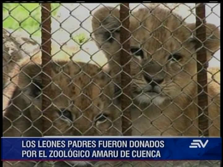 Póngale nombre a los 2 cachorros de león que nacieron en Baños