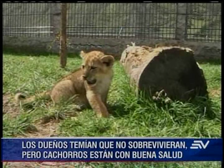 Póngale nombre a los 2 cachorros de león que nacieron en Baños
