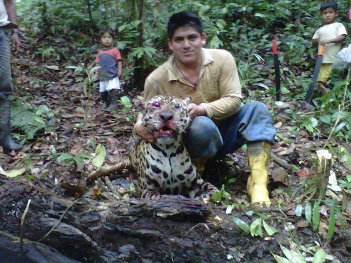 Ministerio del Ambiente investiga presunto delito contra un jaguar