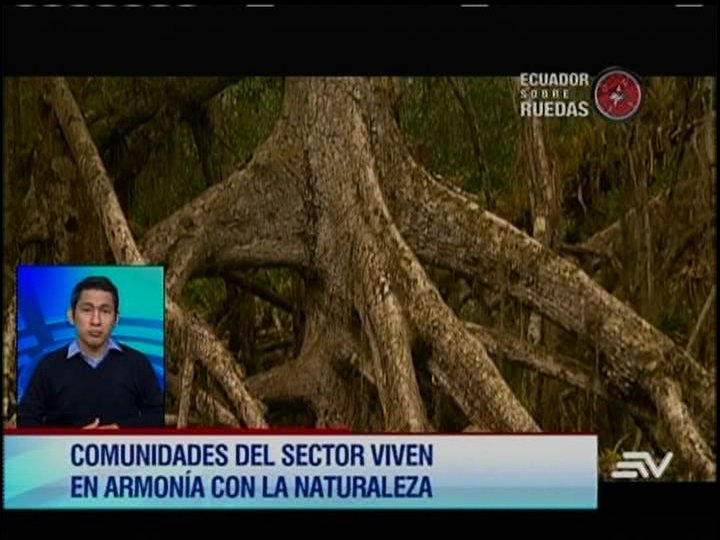 Recorra el manglar más alto del mundo en &#039;Ecuador Sobre Ruedas&#039;