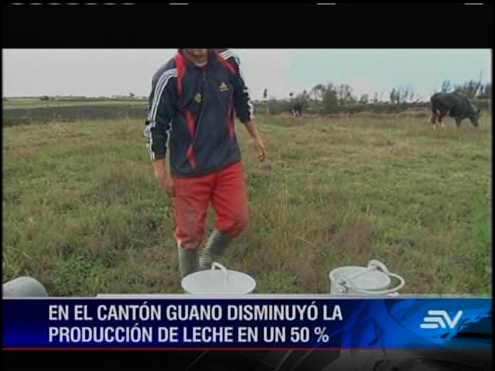 Baja producción de leche en Chimborazo por ceniza del Tungurahua