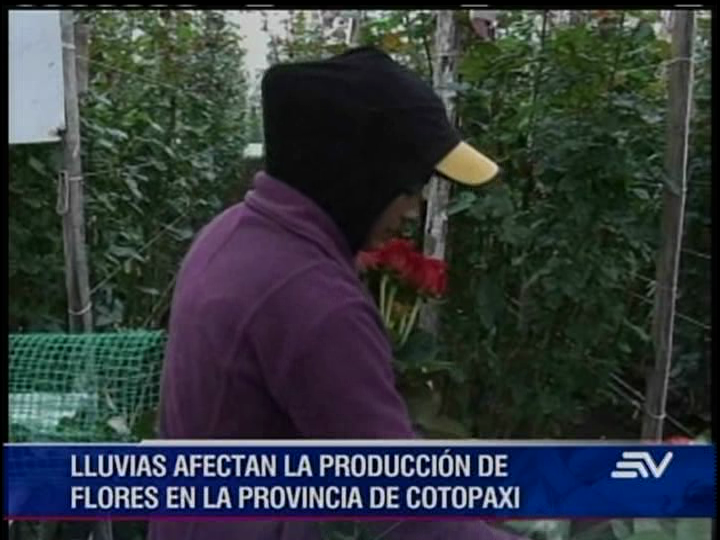 Mal tiempo afecta a plantaciones de flores en Cotopaxi