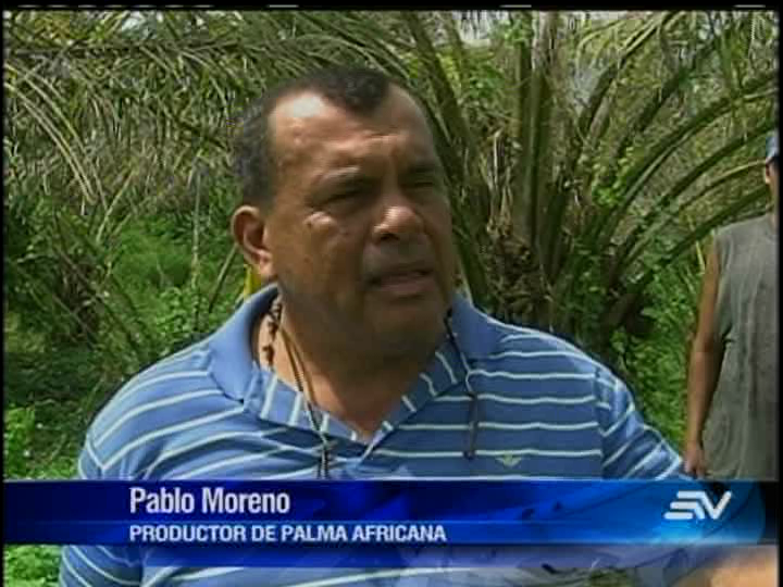 Cerca de 20.000 hectáreas de palma africana afectadas por plaga