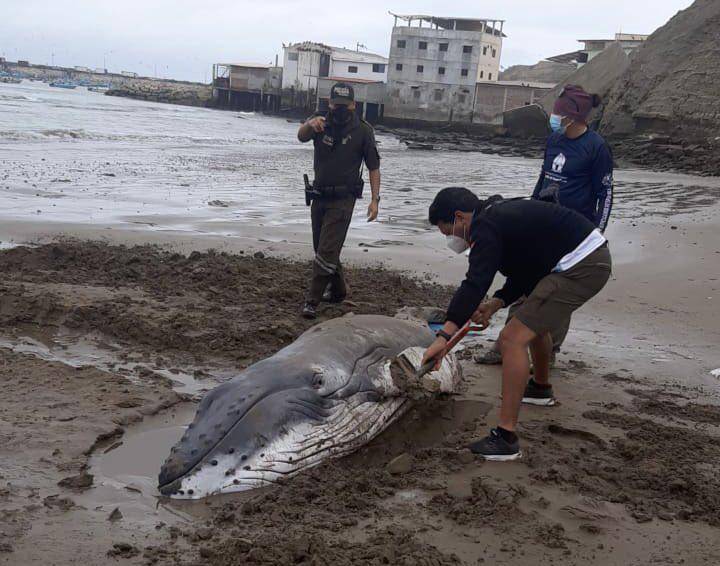 Rescatistas y voluntarios ayudan a ballena varada en Anconcito, Santa Elena