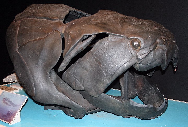 Descubren el origen de la copulación a través del estudio de peces prehistóricos