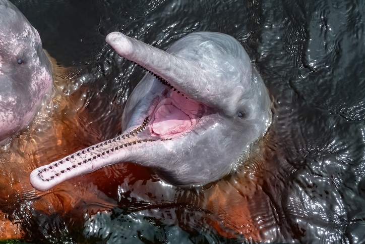 Delfines de la Amazonía están contaminados con mercurio