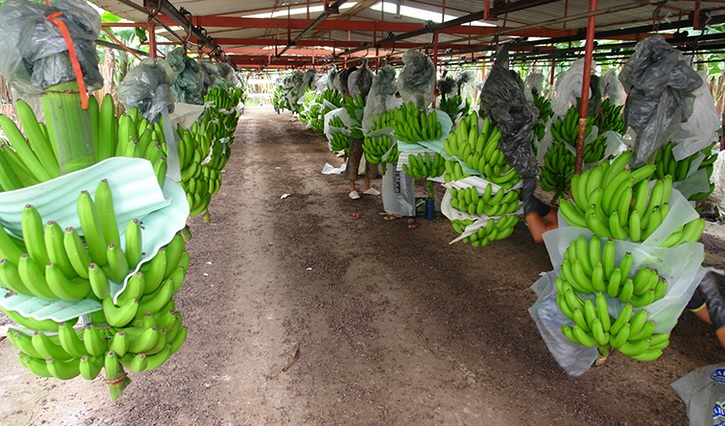 Los dos mecanismos para fijar precio de caja de banano en 2021
