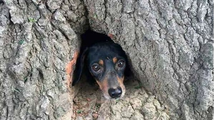 El sorprendente rescate a un perro atascado en un árbol