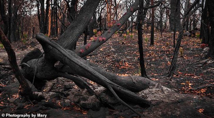 Bosque en Australia muestra la increíble recuperación tras los incendios forestales