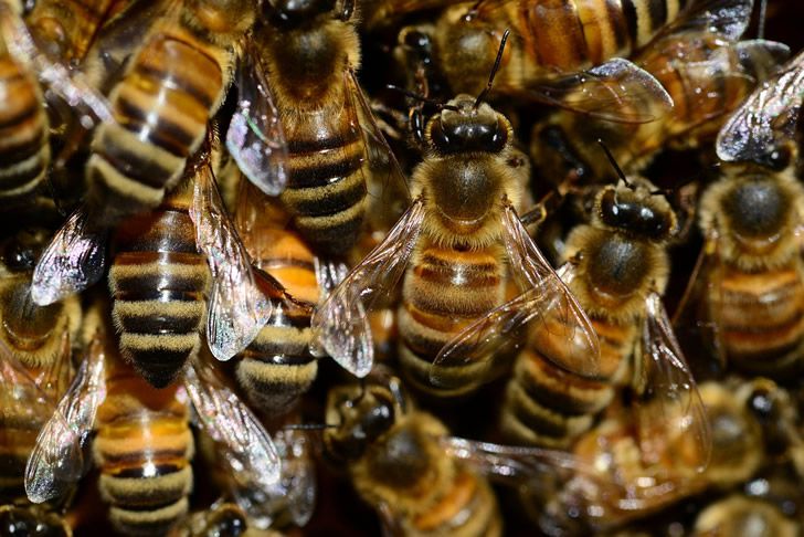 Las abejas salvajes comunes producen los mayores beneficios a los cultivos