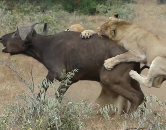 El video fue grabado en el parque nacional Kruger. Foto: Captura
