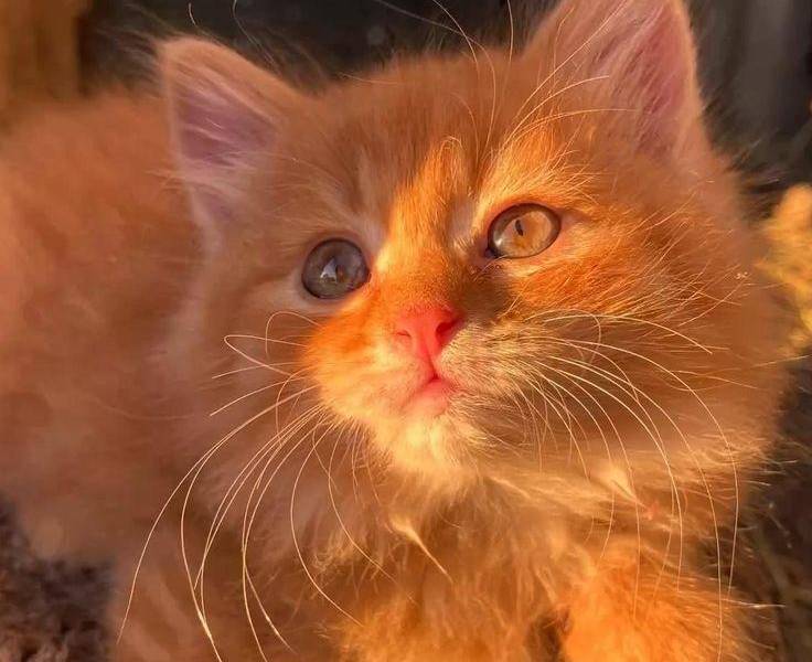Foto de gato color naranja en la interperie tomando el sol.