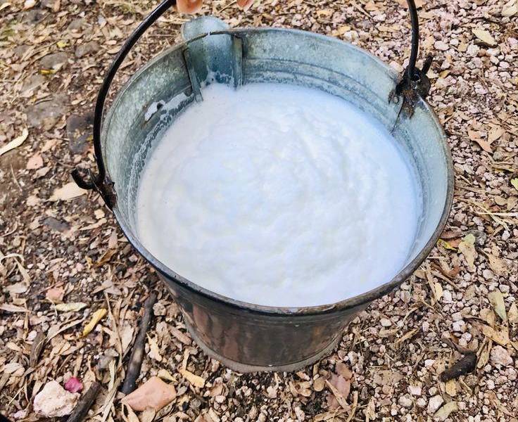 Balde de leche recién ordeñada de ganaderos.