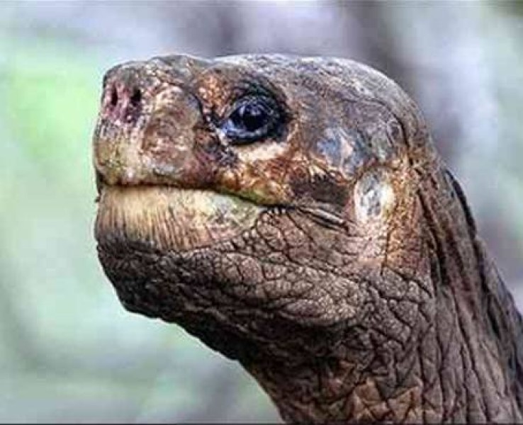 El Parque Nacional Galápagos confirmó la muerte del &#039;Solitario George&#039;