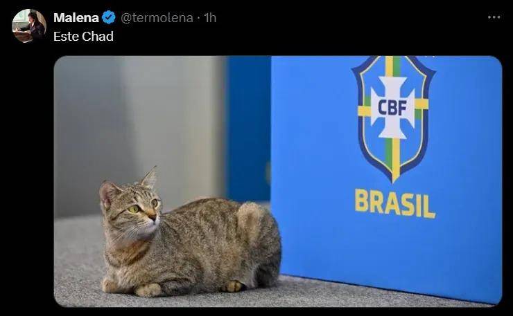Meme referencia al gato del Mundial de Catar 2022.