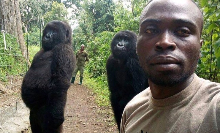 Los gorilas que posan para una selfie enloquecen las redes