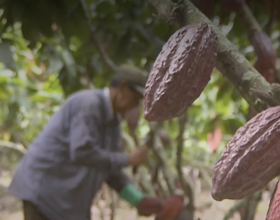 Agricultor cosecha cacao.