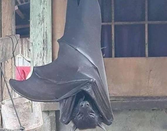 La foto del murciélago fue registrada en Filipinas. Foto: Twitter
