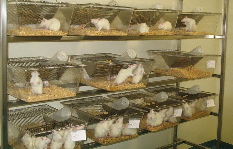 Pruebas con animales terminarían si se apruebe Ley de Defensa de Animales