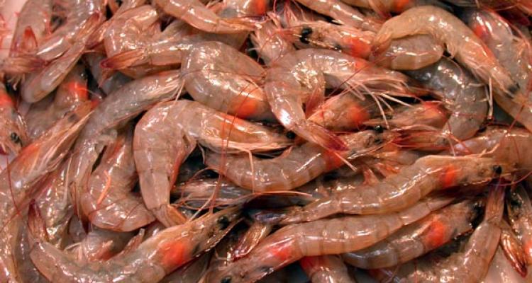 Rusia incrementa las importaciones de camarón ecuatoriano