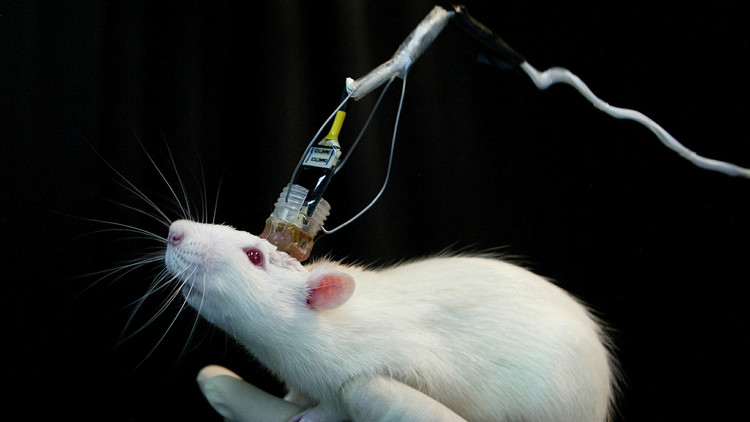 Primer trasplante “exitoso” de cabeza en una rata
