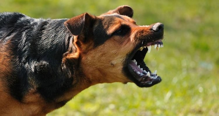 Una mujer embarazada muere atacada por una jauría de perros en Francia