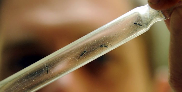 Puerto Rico declara epidemia de chikungunya