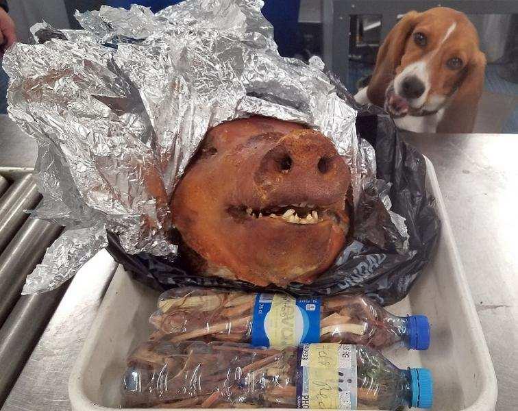 Descubren chancho asado en maleta de ecuatoriano en aeropuerto de EEUU