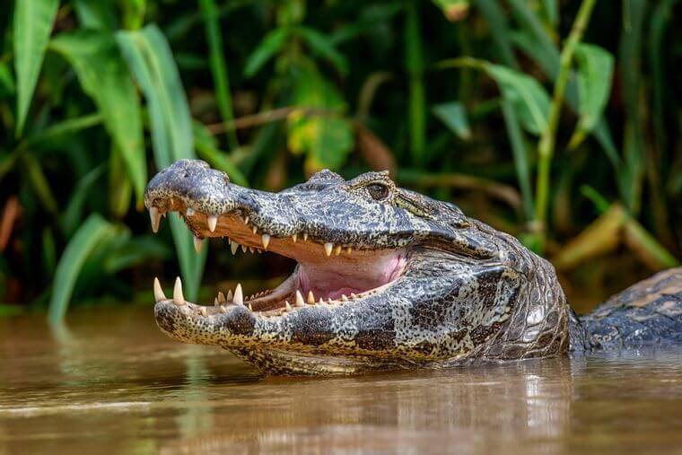 Un caimán muerde a una anciana en un lago de Florida