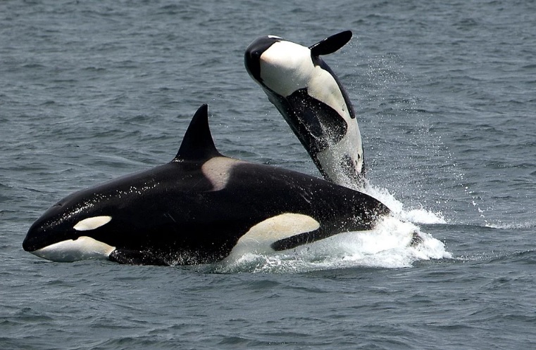 Abuelas orca menopáusicas ayudan a la supervivencia de sus nietos ballenatos