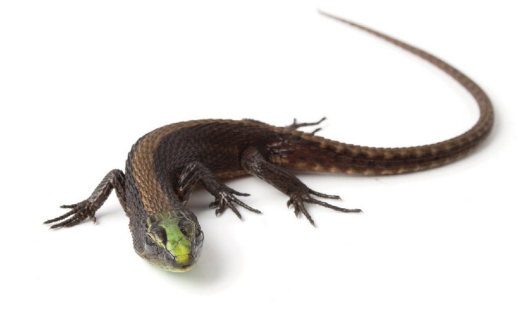 Descubren en la jungla ecuatoriana una nueva especie de lagartija