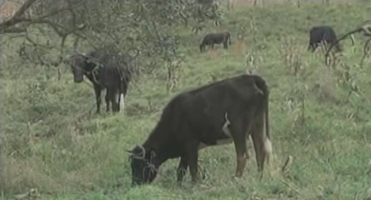 Aumento en actividad del Tungurahua dificulta alimentación del ganado