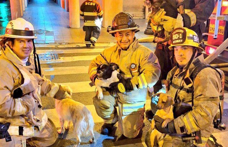 Imagen de bomberos con cinco perros rescatados de un incendio estructural del centro de Guayaquil.