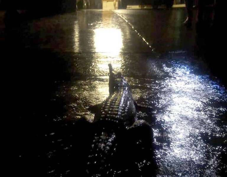 Inundaciones en Australia traen cocodrilos a las calles
