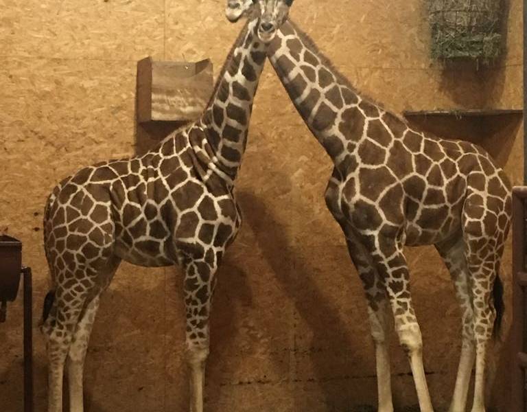 MAE informa que importación de jirafas cumplió con normas vigentes