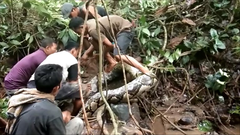Capturan una pitón gigante de 8 metros en Indonesia