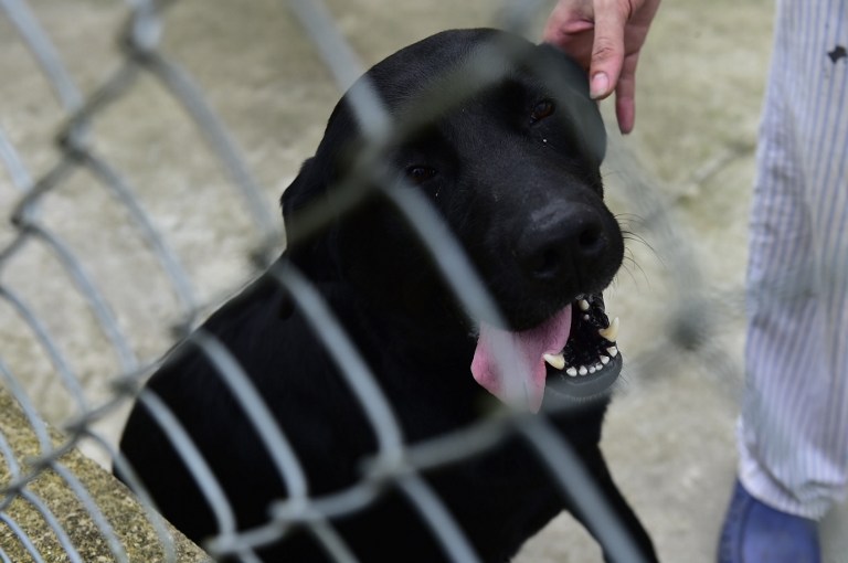 FOTOS: Ladridos contra el estrés, terapia canina en cárceles de Ecuador