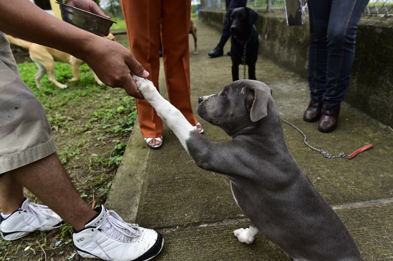 FOTOS: Ladridos contra el estrés, terapia canina en cárceles de Ecuador