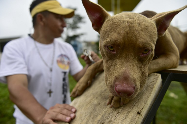 FOTOS: Ladridos contra el estrés, terapia canina en cárceles de Ecuador