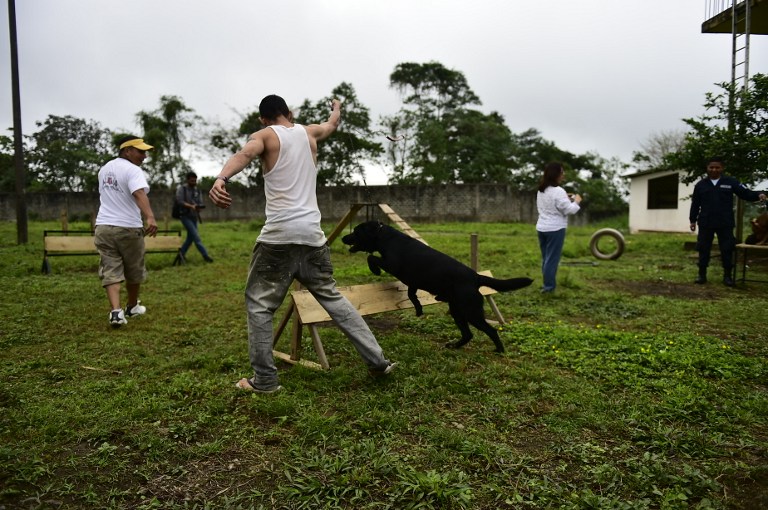 FOTOS: Ladridos contra el estrés, terapia canina en cárceles de Ecuador