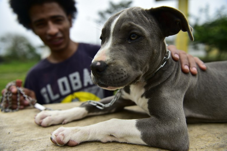 FOTOS: Ladridos contra el estrés, terapia canina en cárceles de Ecuador