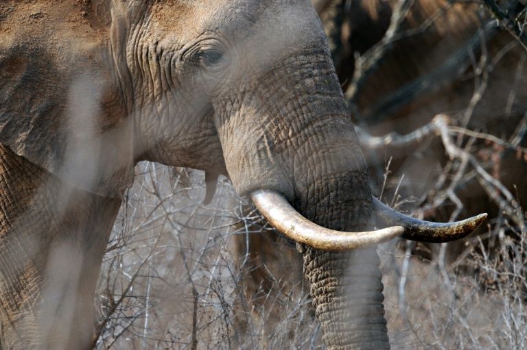 Washington vuelve a autorizar la importación de trofeos de elefantes