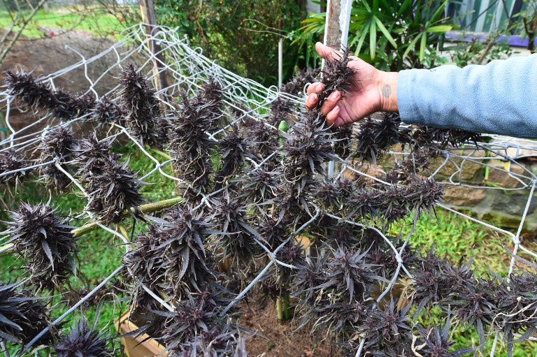 Ministerio de Salud determinaría enfermedades a tratarse con cannabis